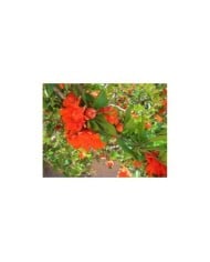 Grenadier double en fleurs