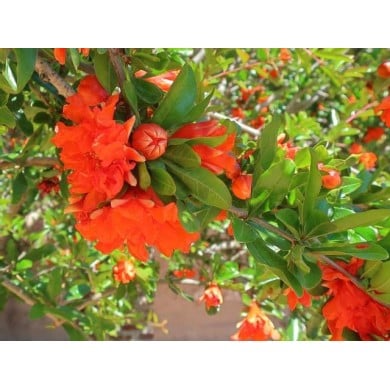 Grenadier double en fleurs