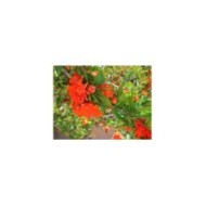 Grenadier double en fleurs