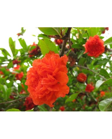Fleurs de grenadier double 'Maxima Rubra'