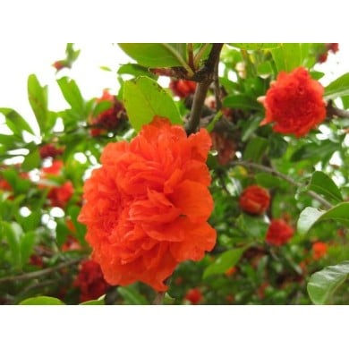 Fleurs de grenadier double 'Maxima Rubra'