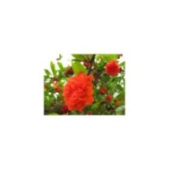 Fleurs de grenadier double 'Maxima Rubra'
