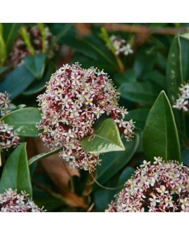 Skimmia japonica Rubella (MEL)