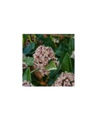 Skimmia japonica Rubella (MEL)