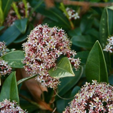 Skimmia japonica Rubella (MEL)