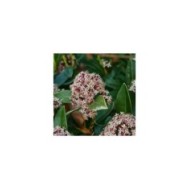 Skimmia japonica Rubella (MEL)