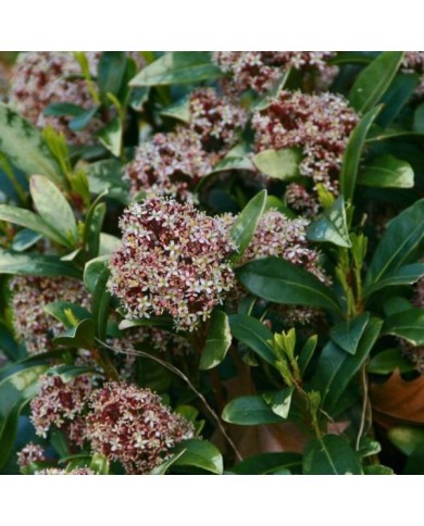 Skimmia japonica Rubella (MEL)