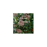 Skimmia japonica Rubella (MEL)
