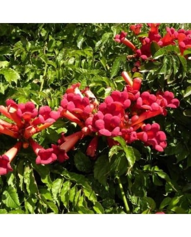 Bignone Atropurpurea