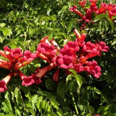 Bignone Atropurpurea
