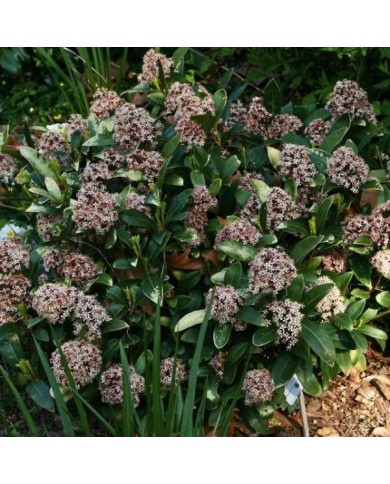 Skimmia japonica Rubella (MEL)