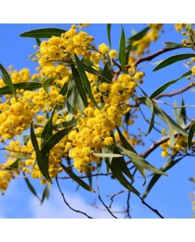 Acacia retinodes - Image par Ulrike Leone de Pixabay 