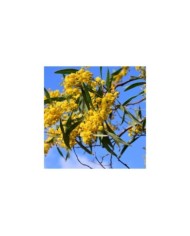 Acacia retinodes - Image par Ulrike Leone de Pixabay 