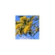 Acacia retinodes - Image par Ulrike Leone de Pixabay 