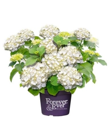 Hydrangea macrophylla Forever&Ever® blanc - Hortensia (Forever&Ever®)