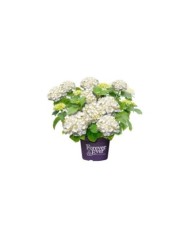 Hydrangea macrophylla Forever&Ever® blanc - Hortensia (Forever&Ever®)