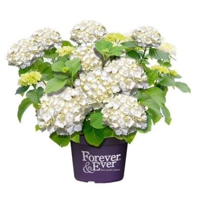 Hydrangea macrophylla Forever&Ever® blanc - Hortensia (Forever&Ever®)