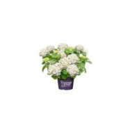 Hydrangea macrophylla Forever&Ever® blanc - Hortensia (Forever&Ever®)