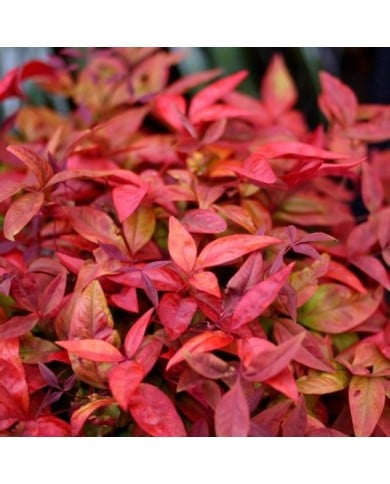 Nandina domestica Blush Pink 'Aka'