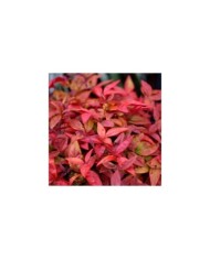 Nandina domestica Blush Pink 'Aka'