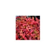 Nandina domestica Blush Pink 'Aka'