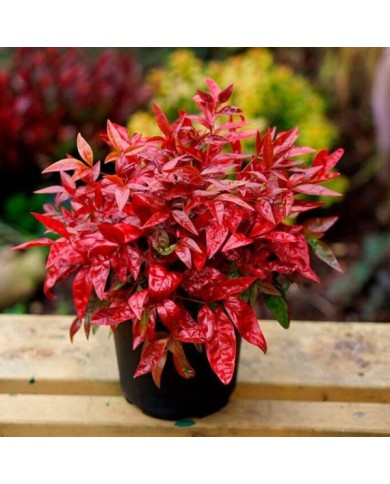 Nandina domestica Blush Pink 'Aka' en pot