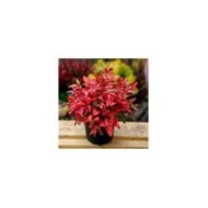 Nandina domestica Blush Pink 'Aka' en pot