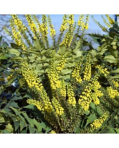 Mahonia 'Winter Sun' (HVPM / flickr.com)
