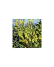 Mahonia 'Winter Sun' (HVPM / flickr.com)