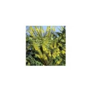 Mahonia 'Winter Sun' (HVPM / flickr.com)