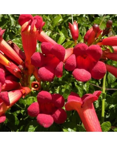 Bignone Atropurpurea