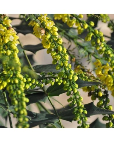 Mahonia 'Winter Sun' (proteinbiochemist)