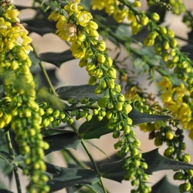 Mahonia 'Winter Sun' (proteinbiochemist)
