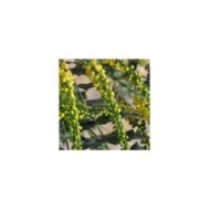 Mahonia 'Winter Sun' (proteinbiochemist)