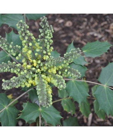 Mahonia 'Winter Sun' (proteinbiochemist)