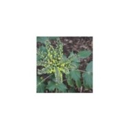 Mahonia 'Winter Sun' (proteinbiochemist)