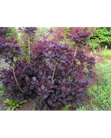 Cotinus coggygria 'Lilla'
