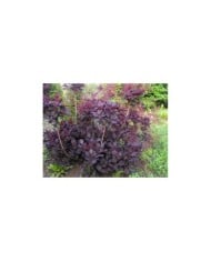 Cotinus coggygria 'Lilla'