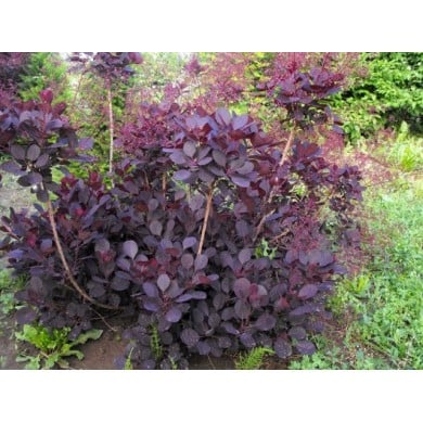 Cotinus coggygria 'Lilla'