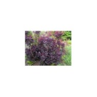Cotinus coggygria 'Lilla'