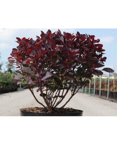Cotinus coggygria 'Lilla' en conteneur