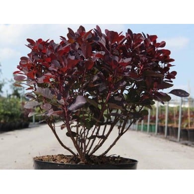 Cotinus coggygria 'Lilla' en conteneur