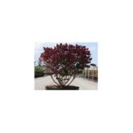 Cotinus coggygria 'Lilla' en conteneur