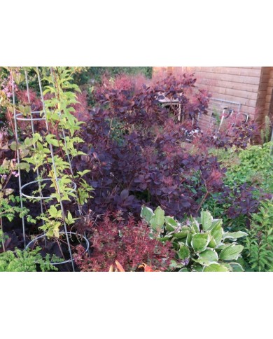 Cotinus coggygria 'Lilla' en massif