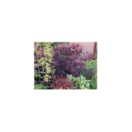 Cotinus coggygria 'Lilla' en massif