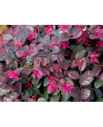 Loropetalum 'Fire dance'