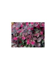 Loropetalum 'Fire dance'