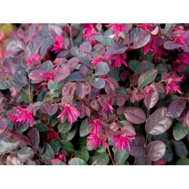 Loropetalum 'Fire dance'