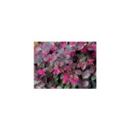 Loropetalum 'Fire dance'