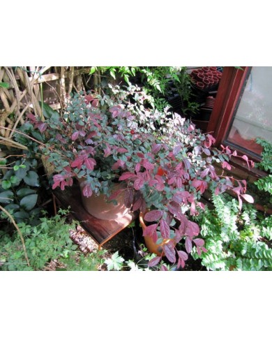 Loropetalum 'Fire dance' - en pot